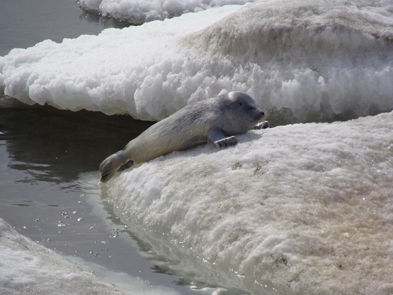 Alaska-Prov 079.jpg
